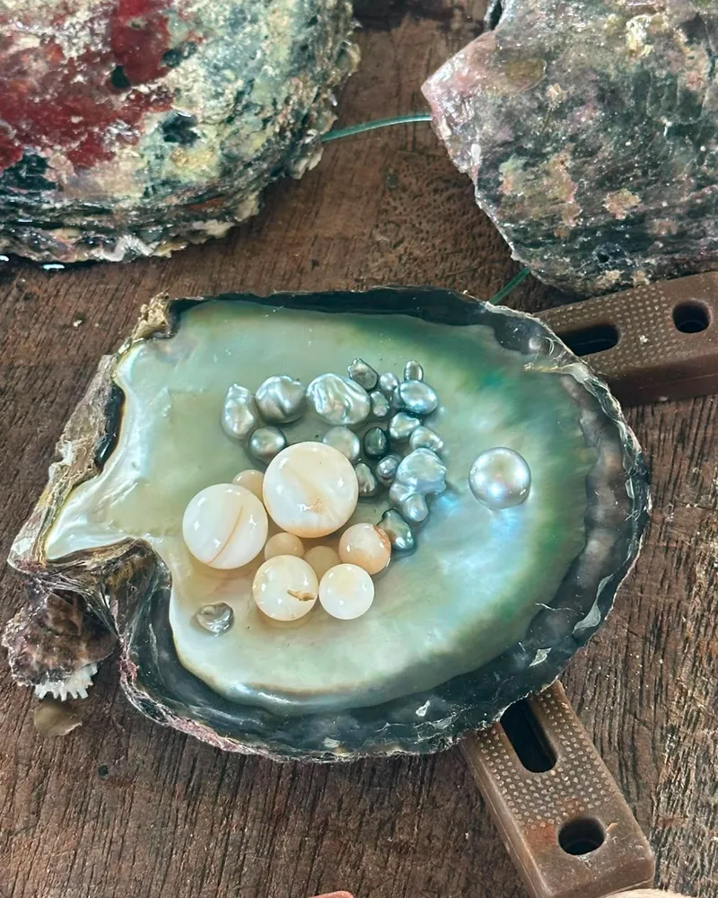 Black and white Tahitian pearls displayed on an open pearl oyster shell